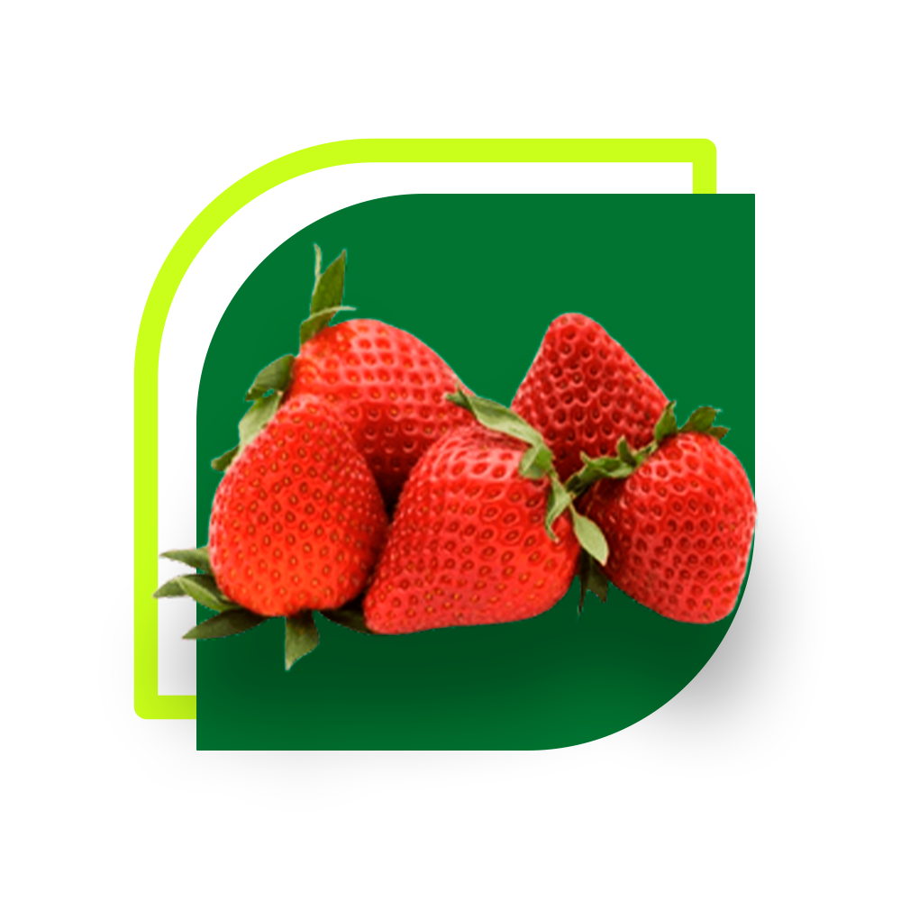 Morango